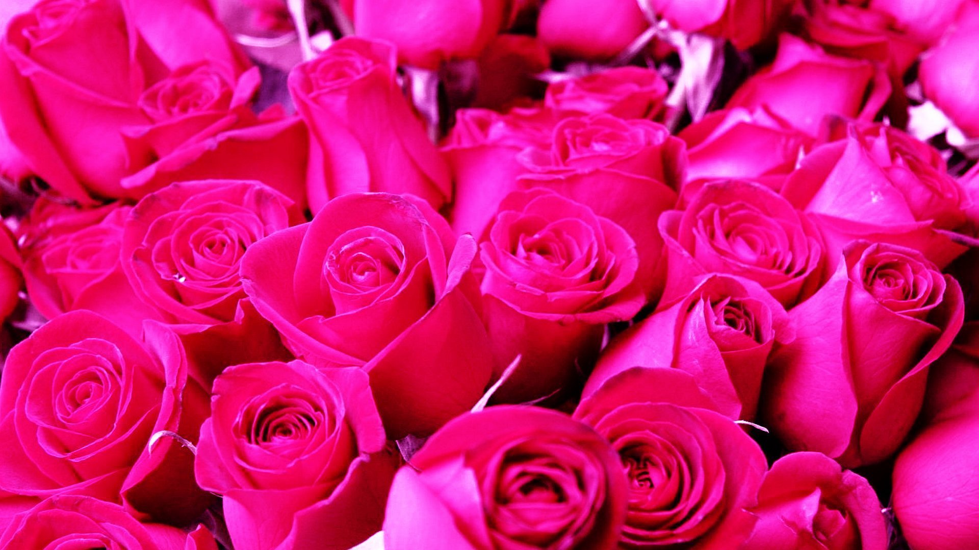 Много роз красивых. Красивые розы. Розовые розы. Ярко розовые розы.