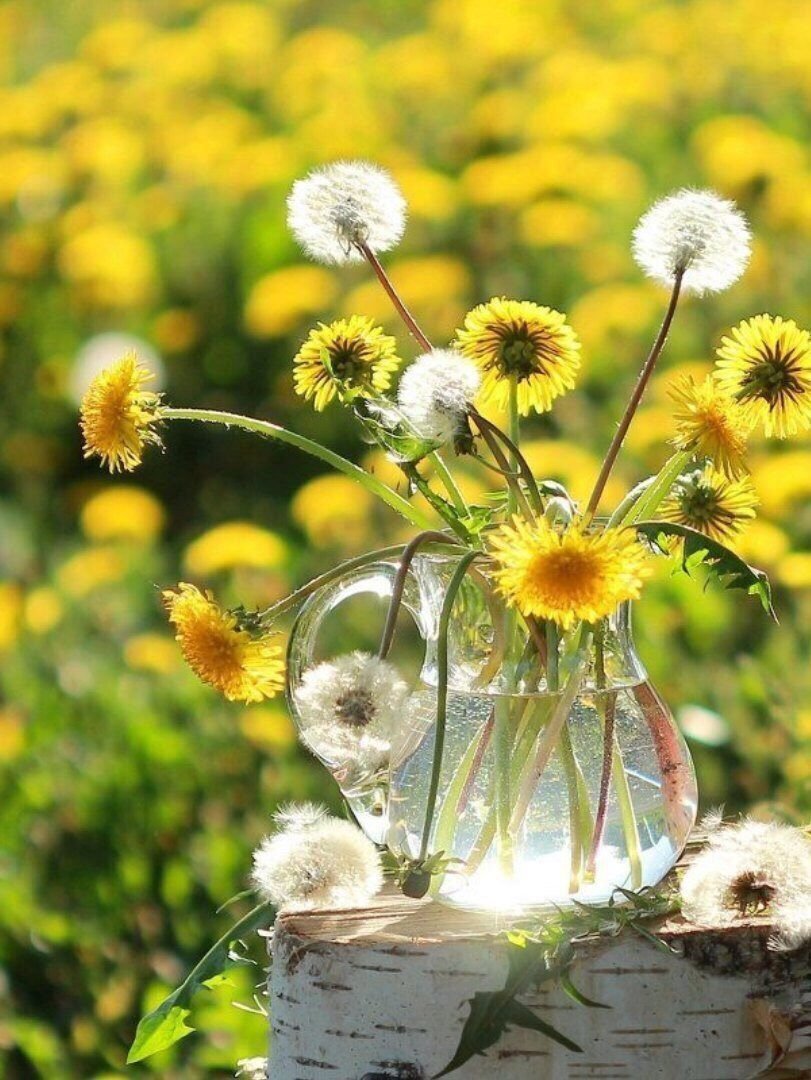 Добрый день и хорошего настроения весенние позитивные. Доброе солнечное утро. Одуванчики. Цветы солнечное настроение. Лето цветы солнечное.
