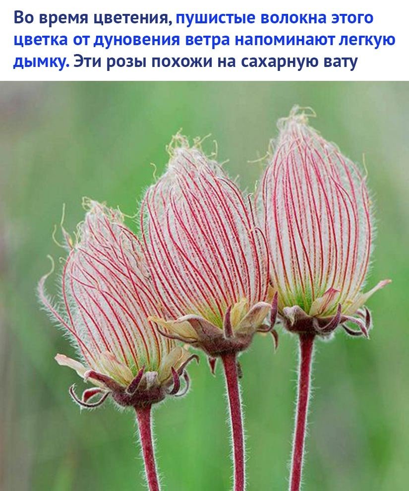 Референс лист