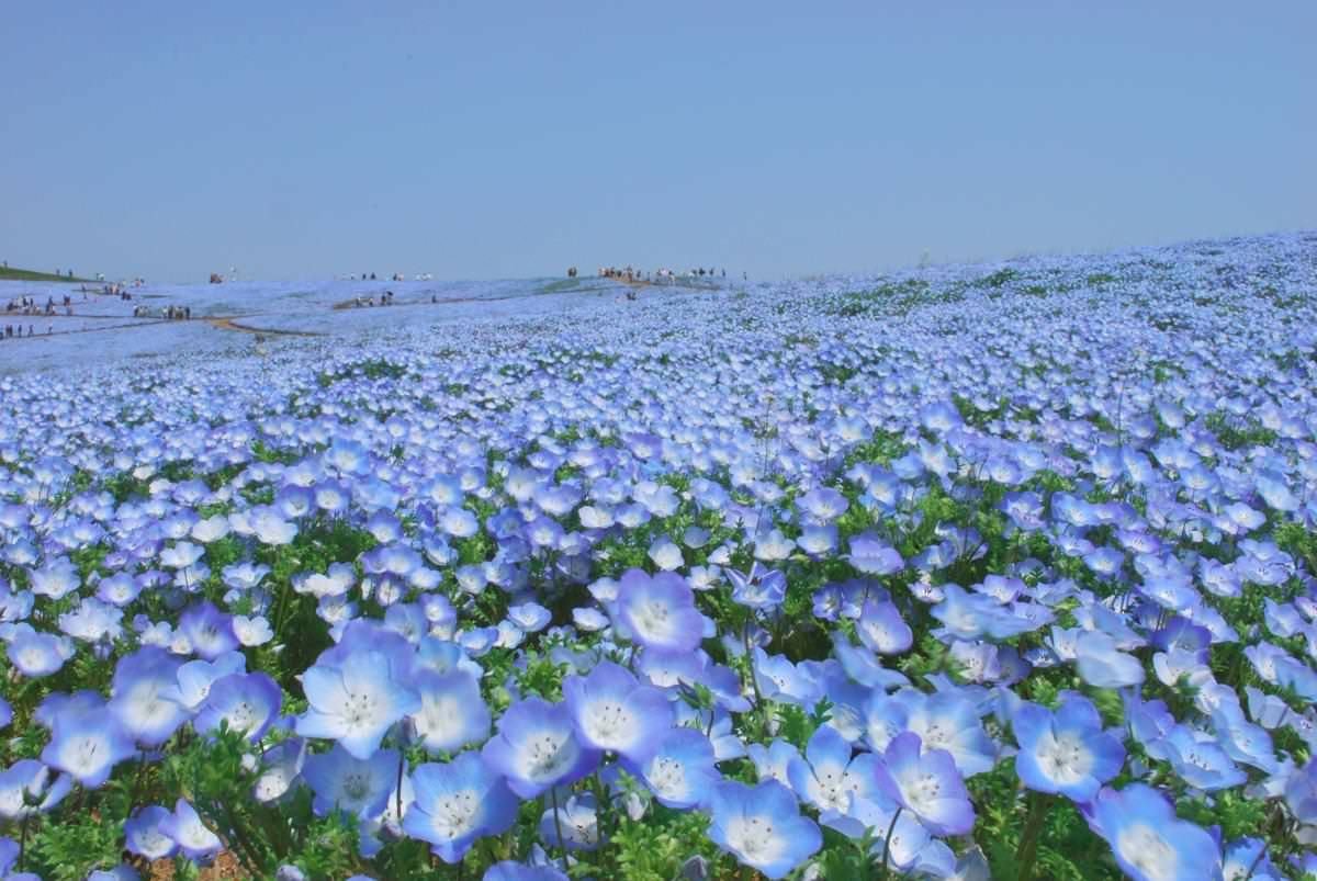 Парк Хитачи-Сисайд (Hitachi Seaside Park), Япония