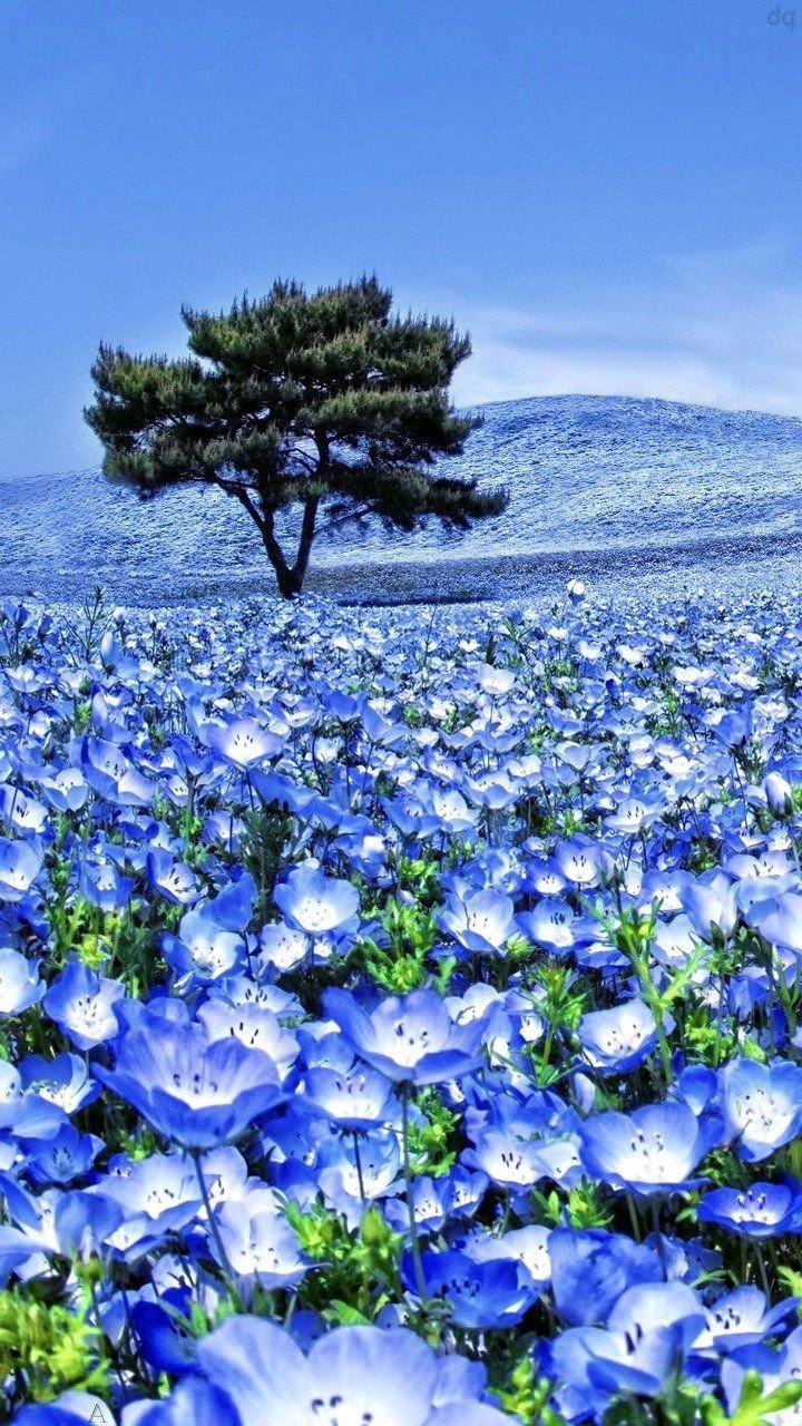 Saki Nemophila
