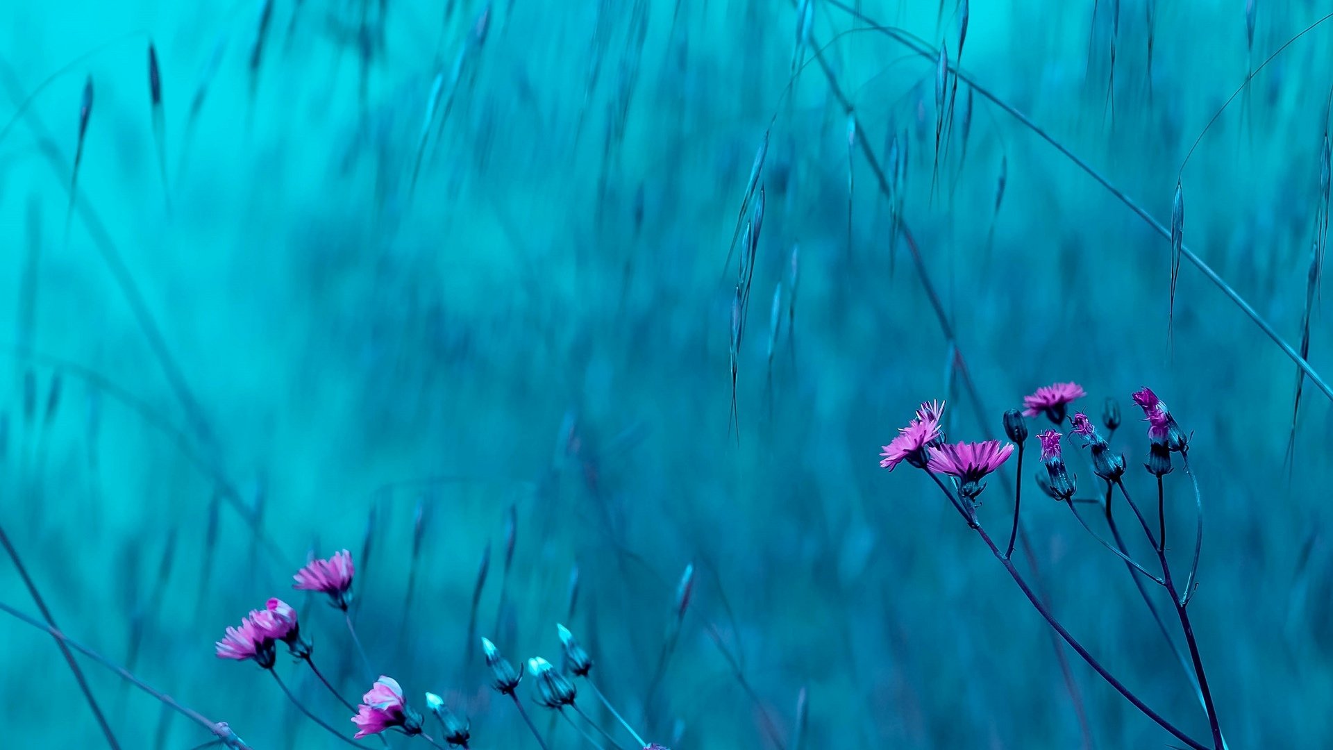 Розово голубые картинки. Бирюзовые цветы. Цветы бирюзового цвета в природе. Бирюзовый цвет в природе. Фон цветы.
