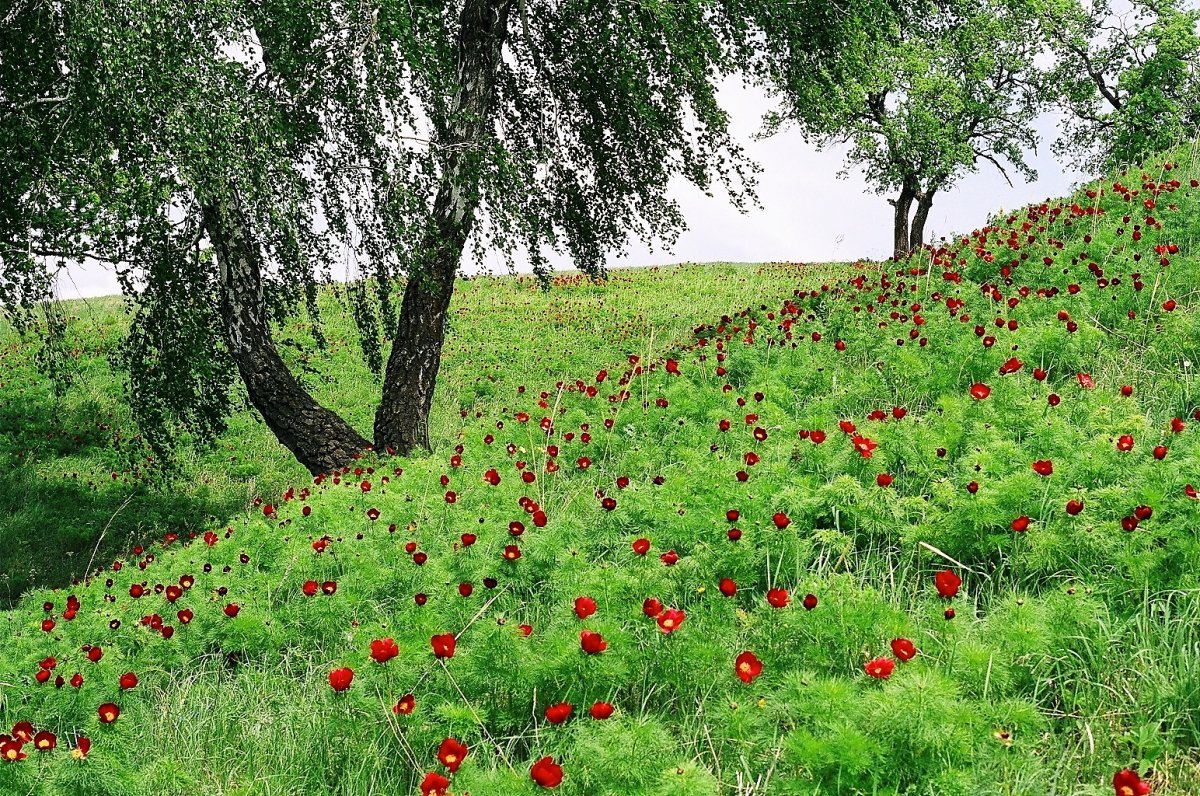 Дикий пион Радищевский район