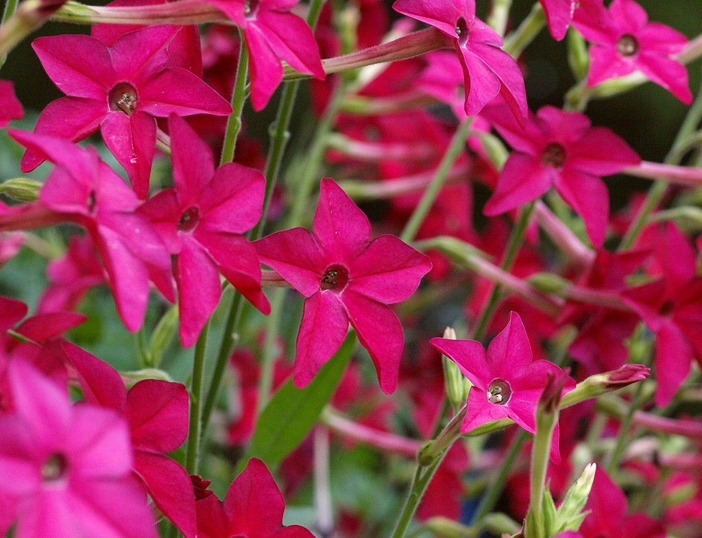 Табак крылатый (Nicotiana alata)