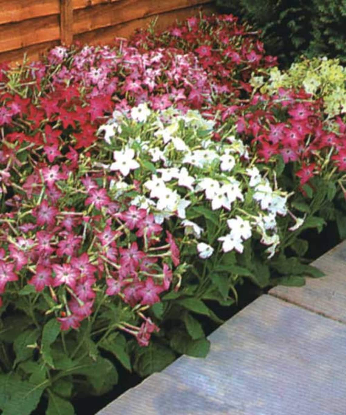 Табак душистый (Nicotiana alata)