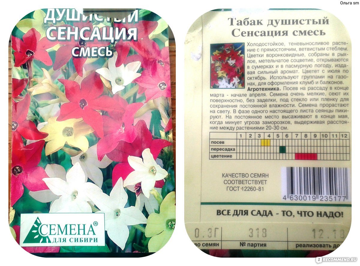 Табак крылатый душистый сенсация