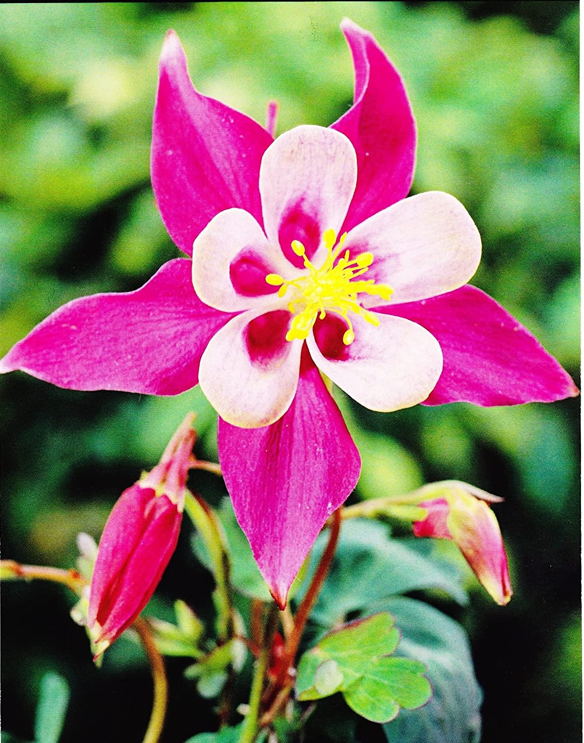Aquilegia - Аквилегия - Columbine