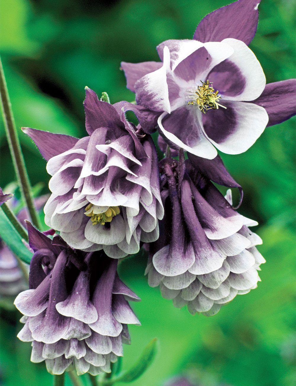 Водосбор голубой Aquilegia caerulea
