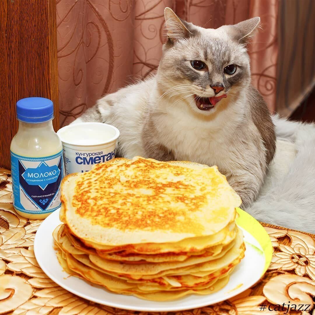 Кот с блинами и сметаной