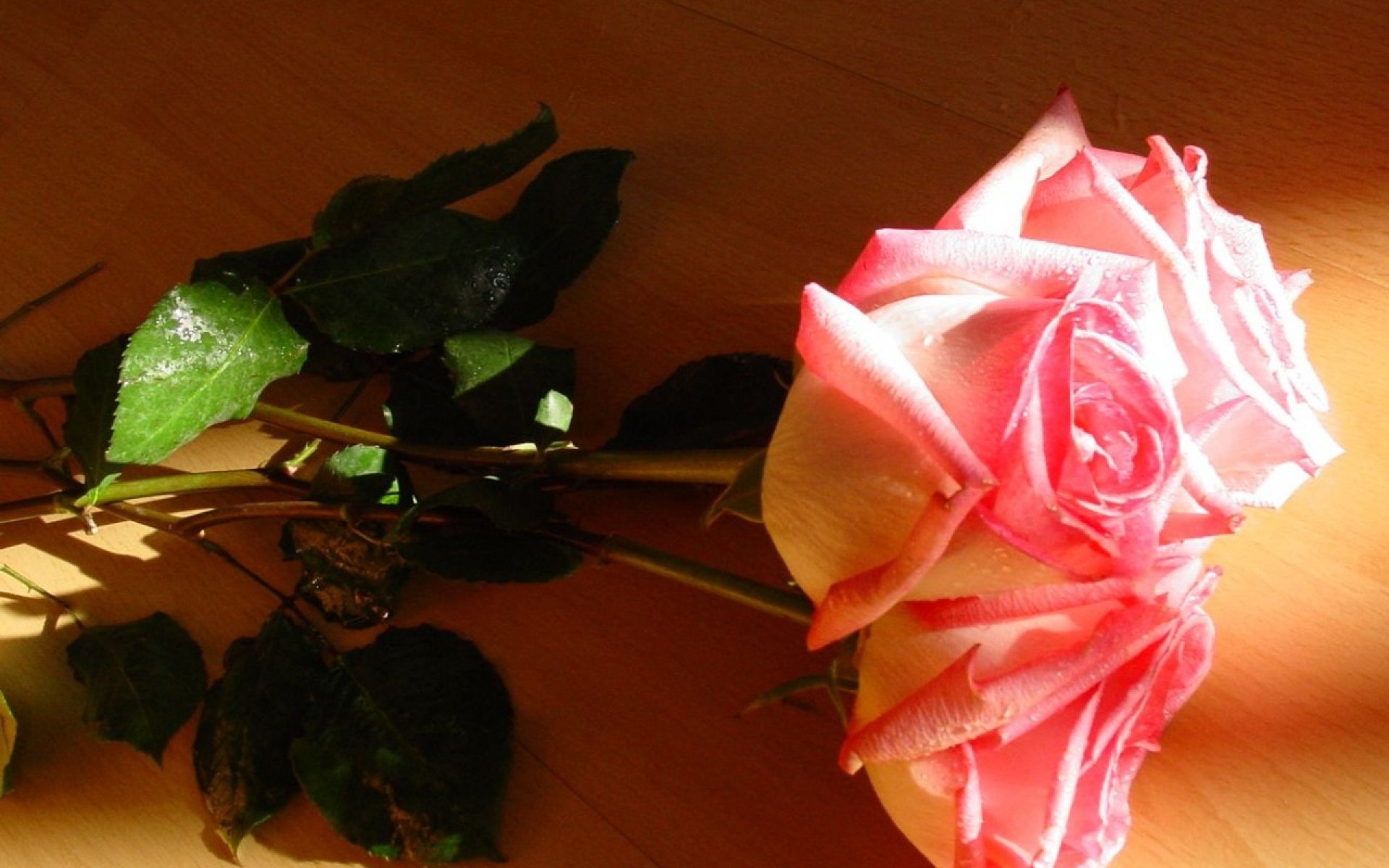 Замечательные розы. Скромный букет цветов. Цветы на столе дома. Розы на столе. Розы лежат на столе.