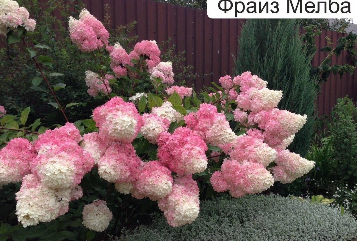 Гортензия Ванилла Фрейз