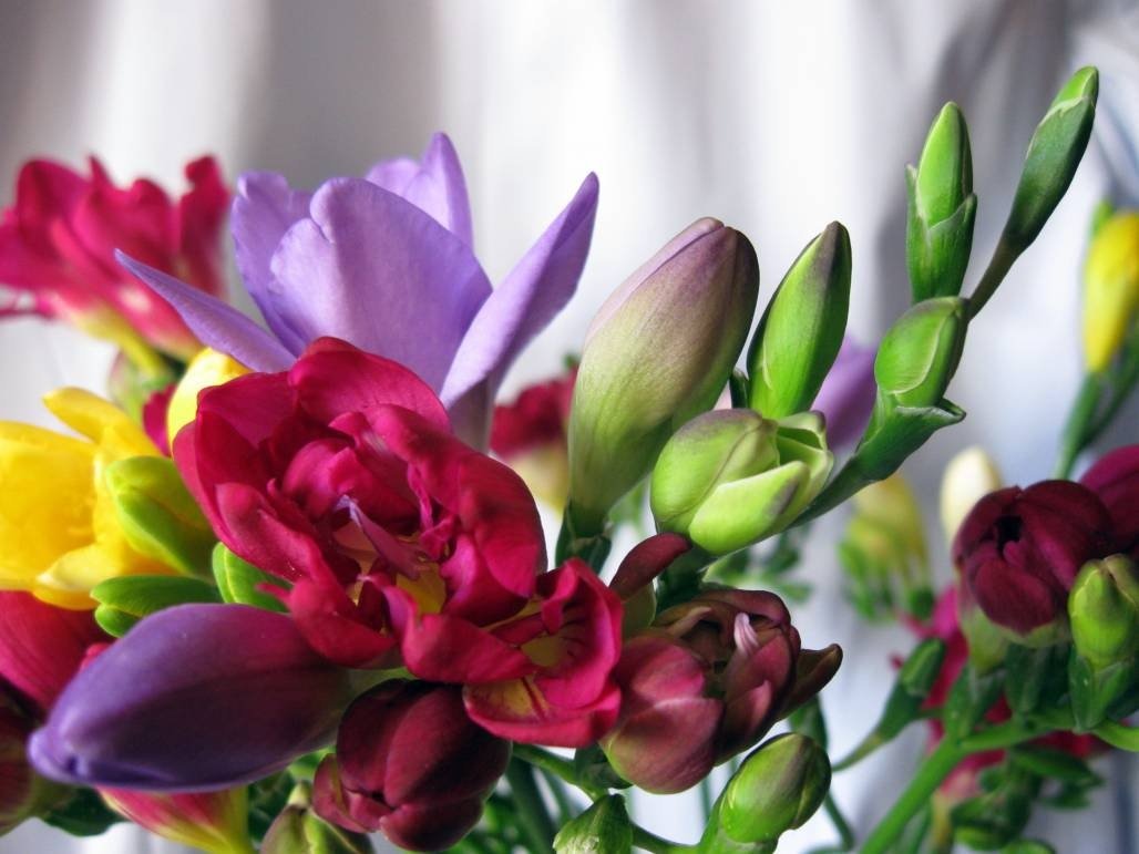 Freesia цветок