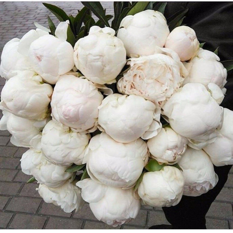 Связка чеснока