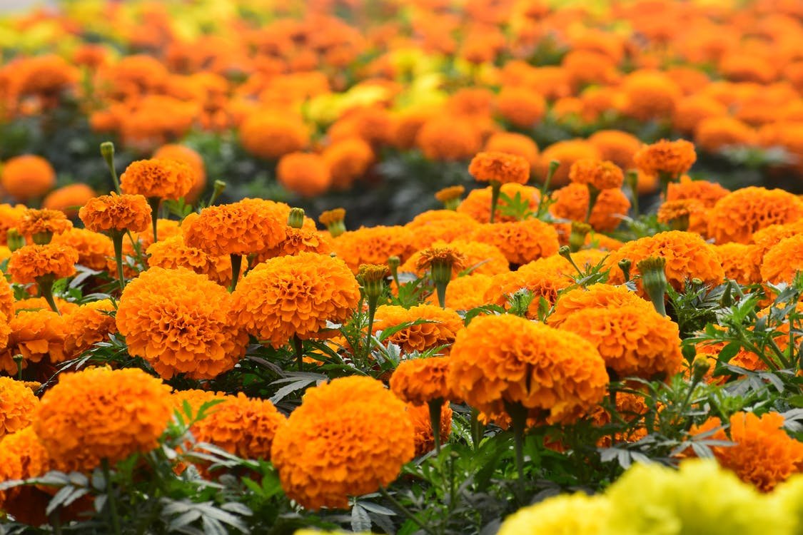 Тагетес Bonanza Orange