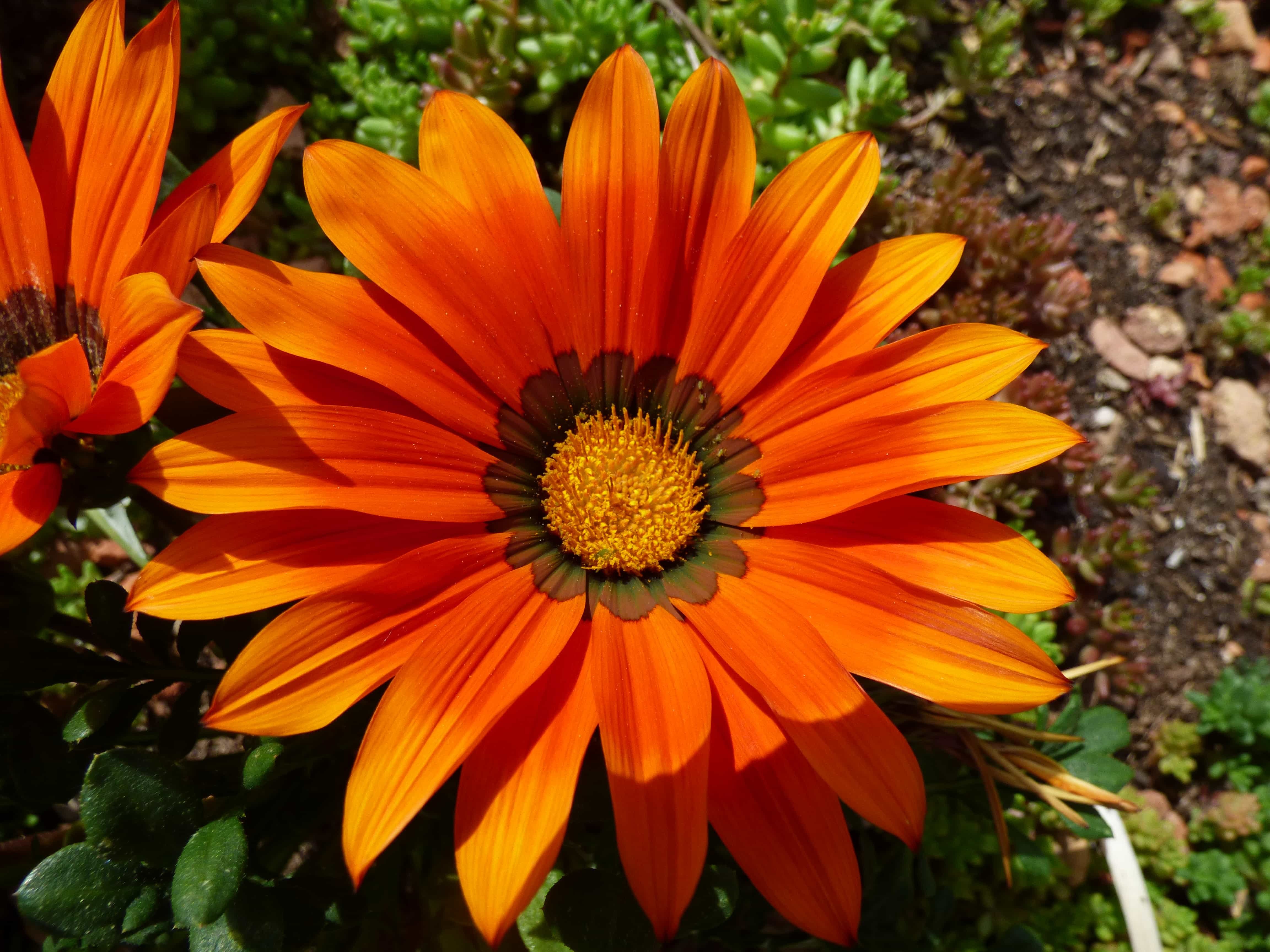 Цветы оранжевого цвета названия и фото. Оранжевые многолетники. Оранжевый цветок садовый. Оранжевые цветы. Садовые цветы оранжевого цвета.