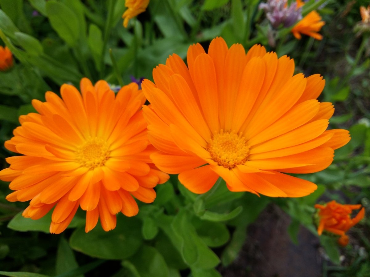 Календула лекарственная (Calendula officinalis)