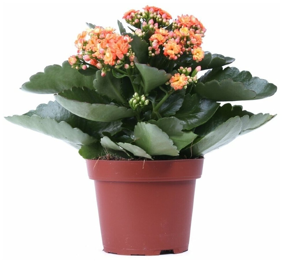 Каланхоэ Вивьен (Kalanchoe Vivien)