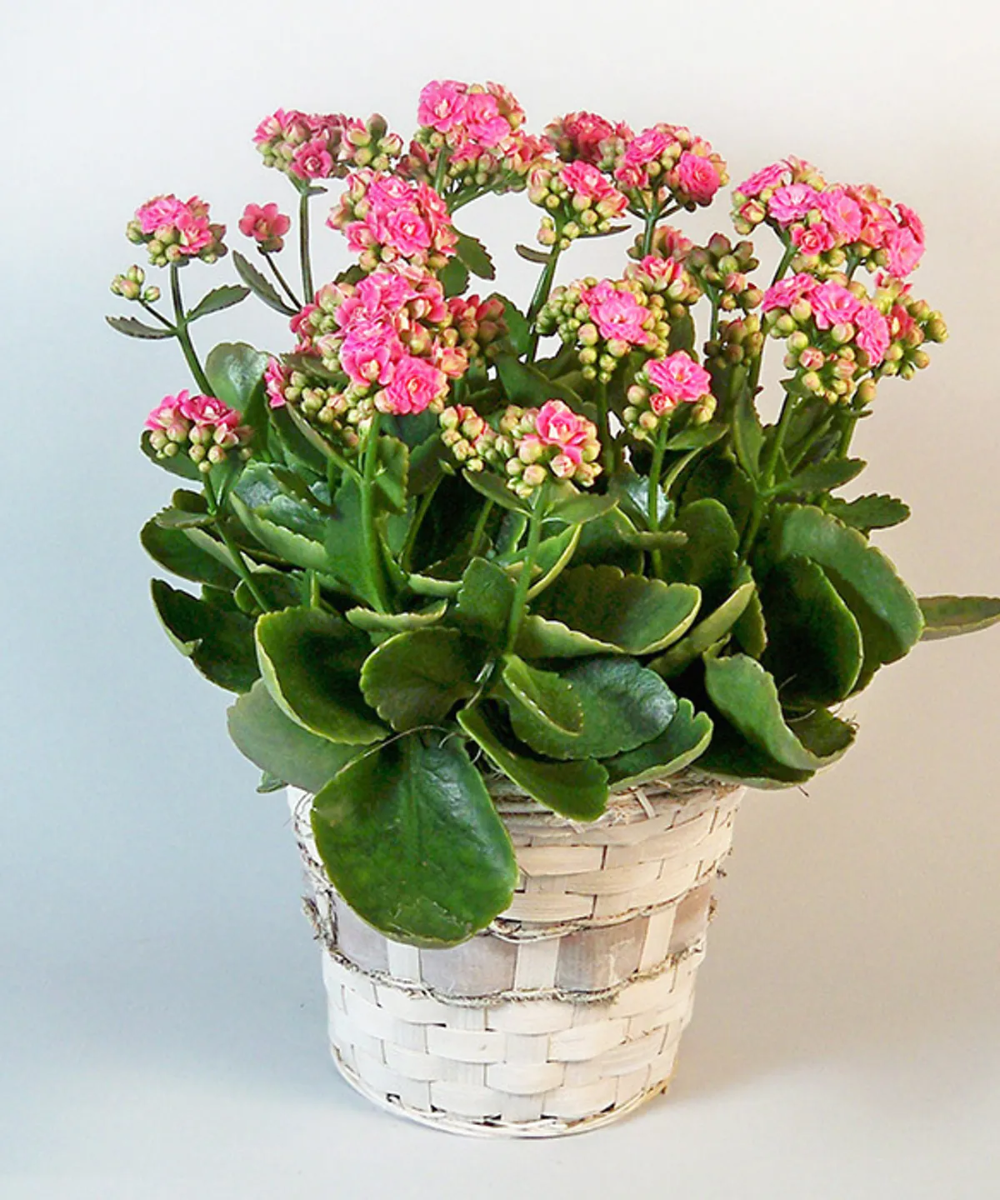 Каланхоэ (Kalanchoe)