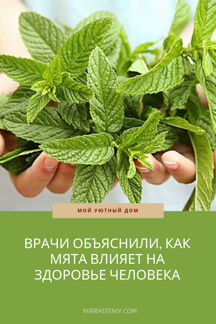 Мелисса лекарственная Фармакогнозия