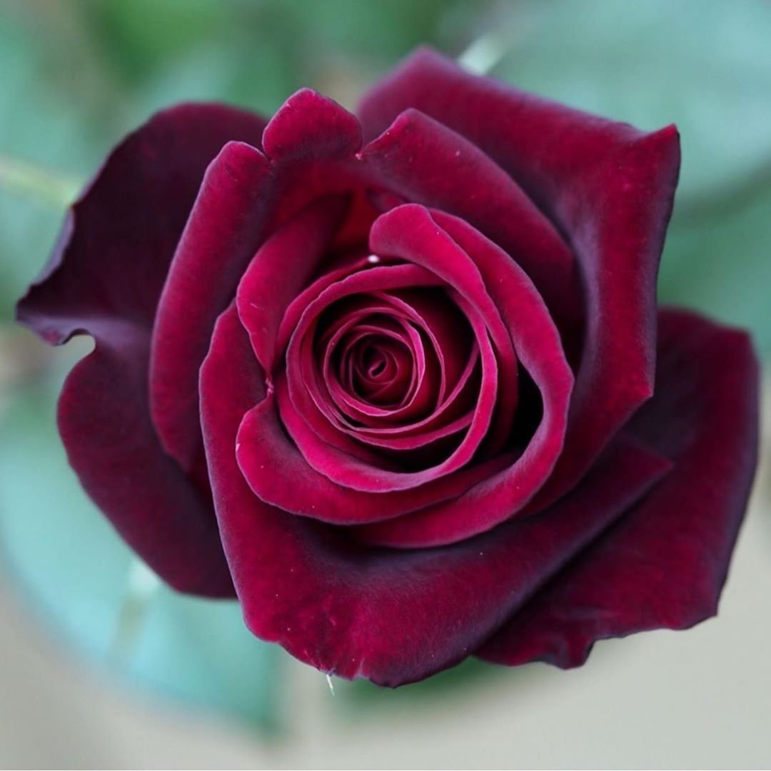 Чайно-гибридная роза Блэк баккара Black Baccara
