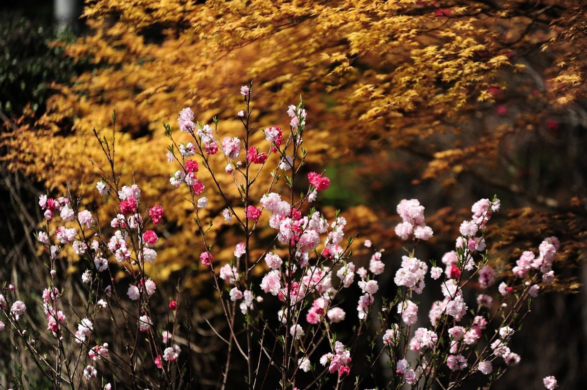 Цветы цветущие осенью