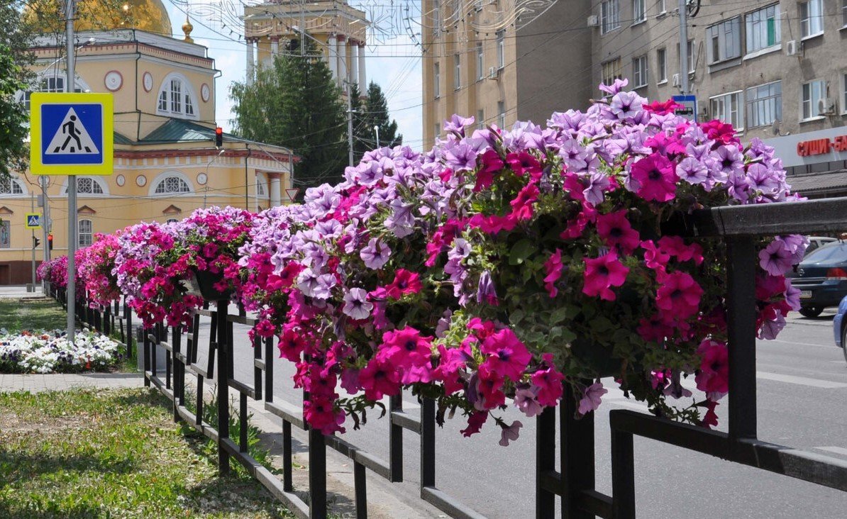 Азалия рододендрон