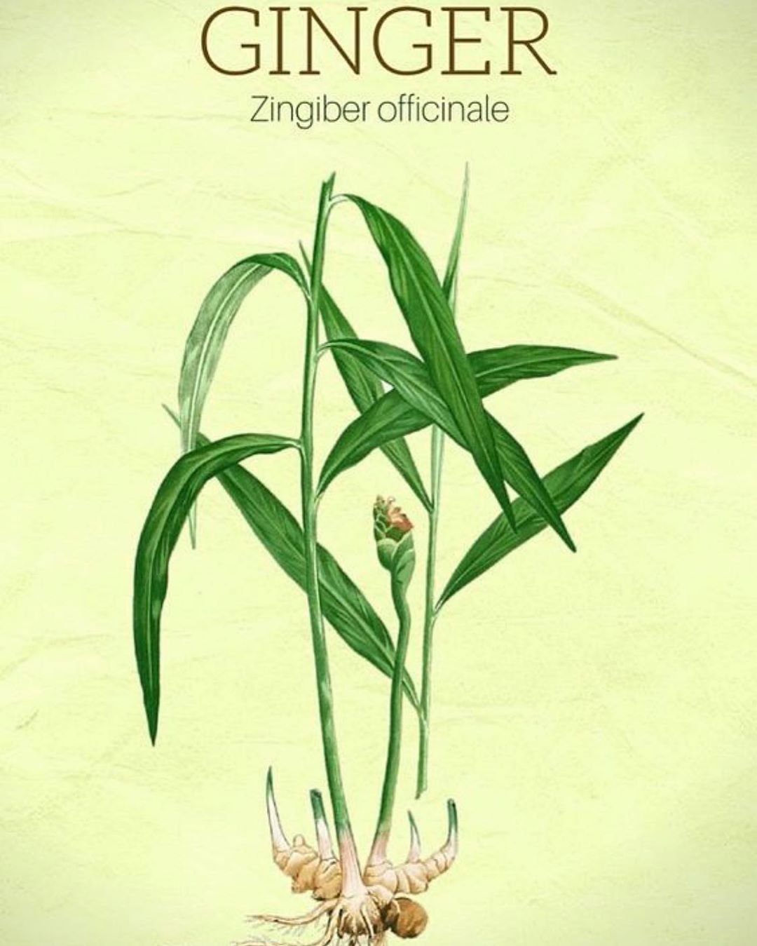 Zingiber officinale ботаника