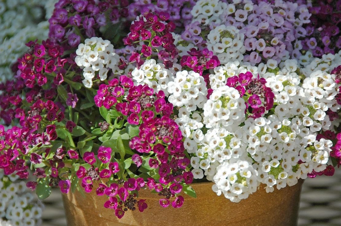 Клубника и земляника