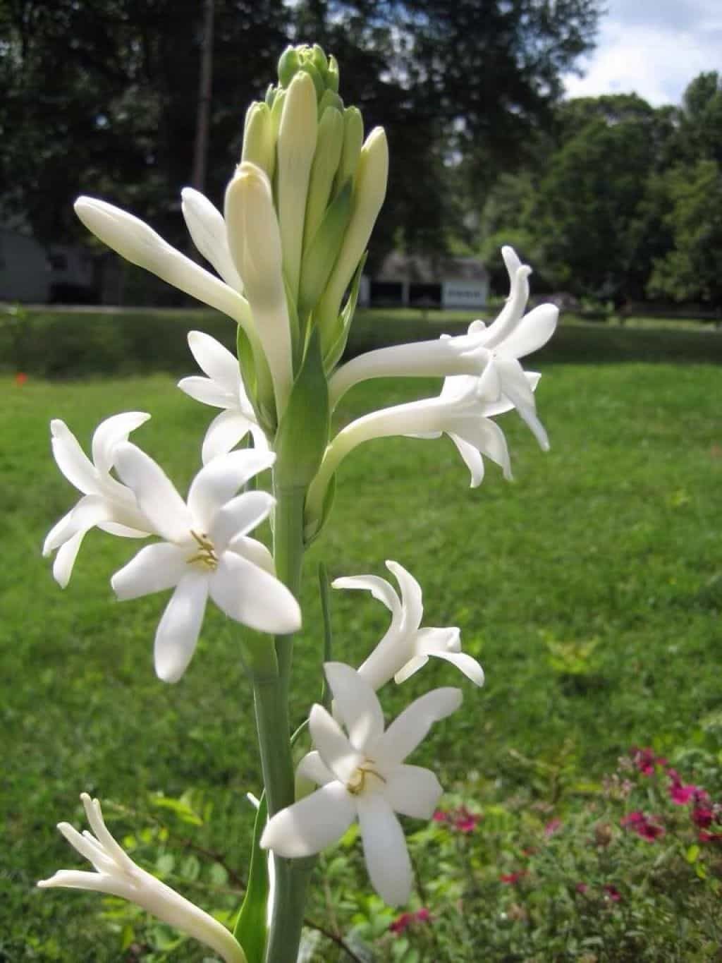 Цветы с сильным запахом. Полиантес Тубероза. Тубероза (Polianthes tuberosa). Белая Тубероза.