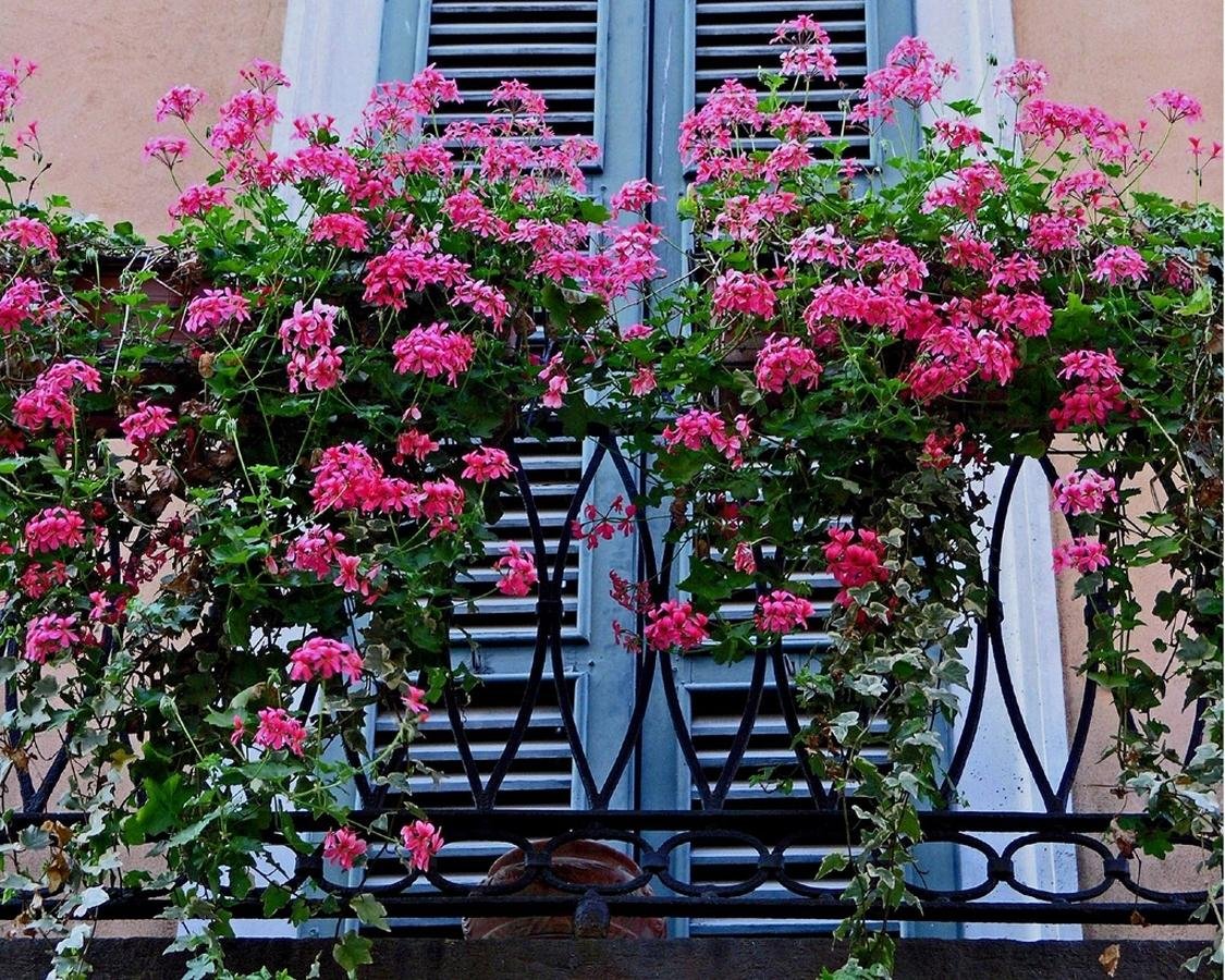 Пеларгония ампельная balkon