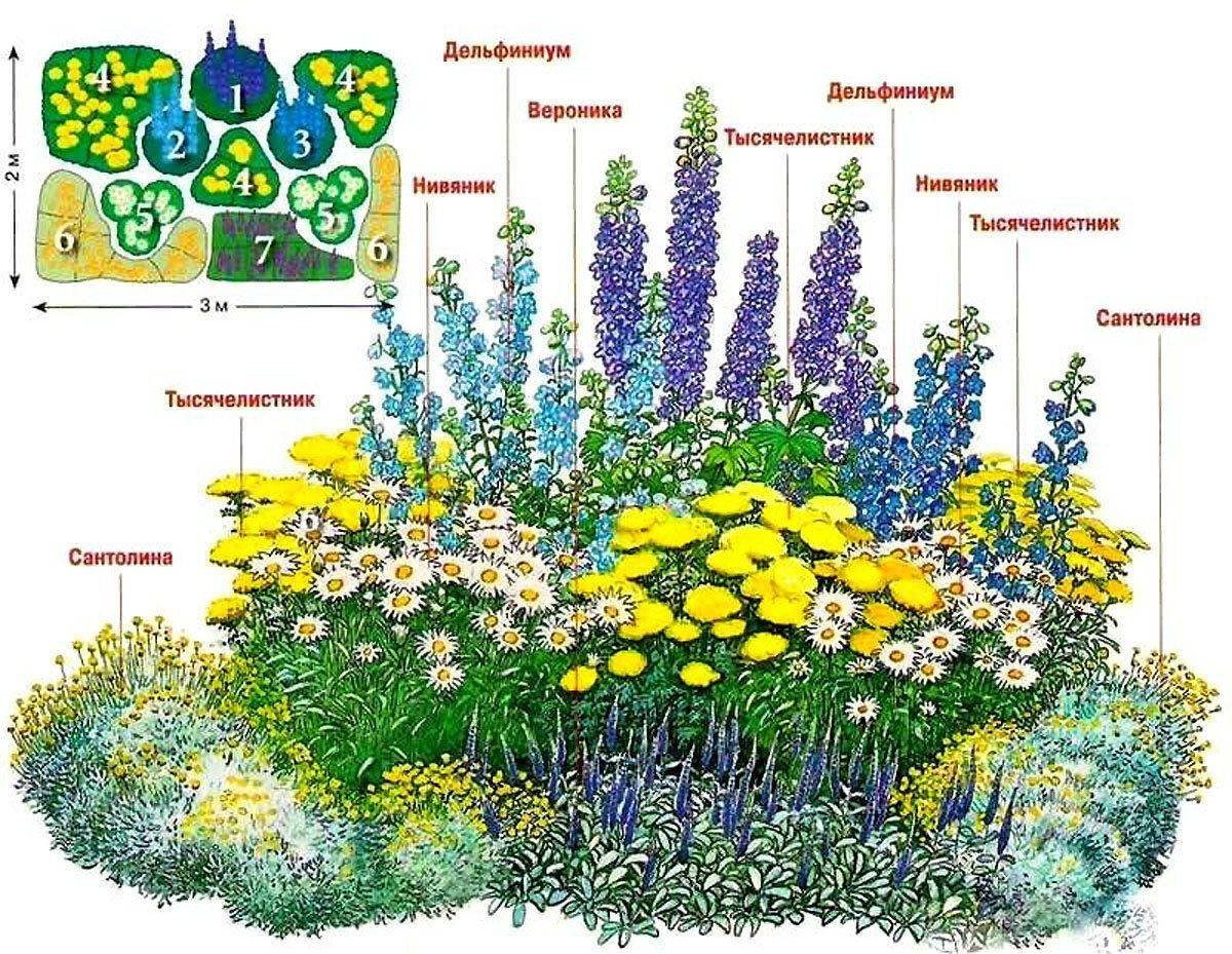 Многолетники для клумбы непрерывного цветения