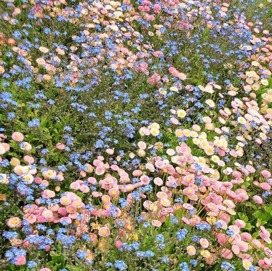 Flowers поле aesthetic