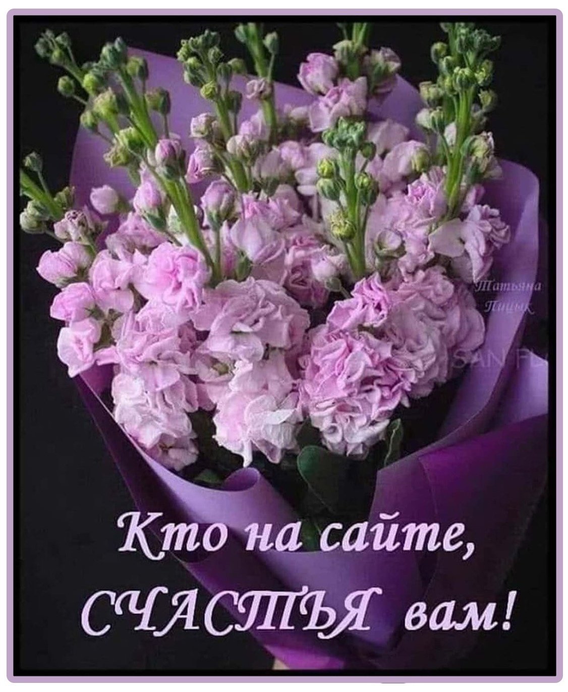 Маттиола бархатная