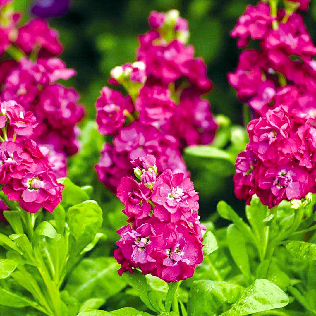 Левкой (Matthiola)