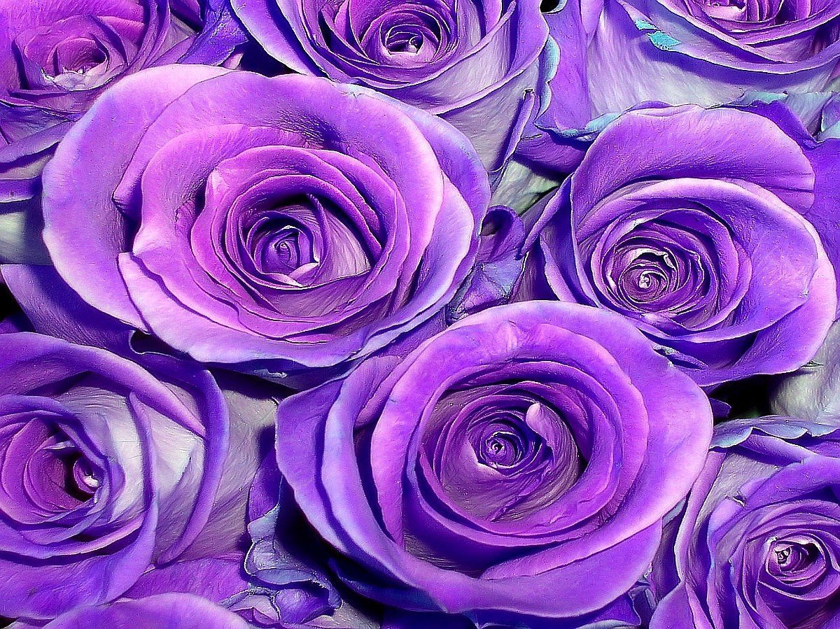Lilac Topaz роза