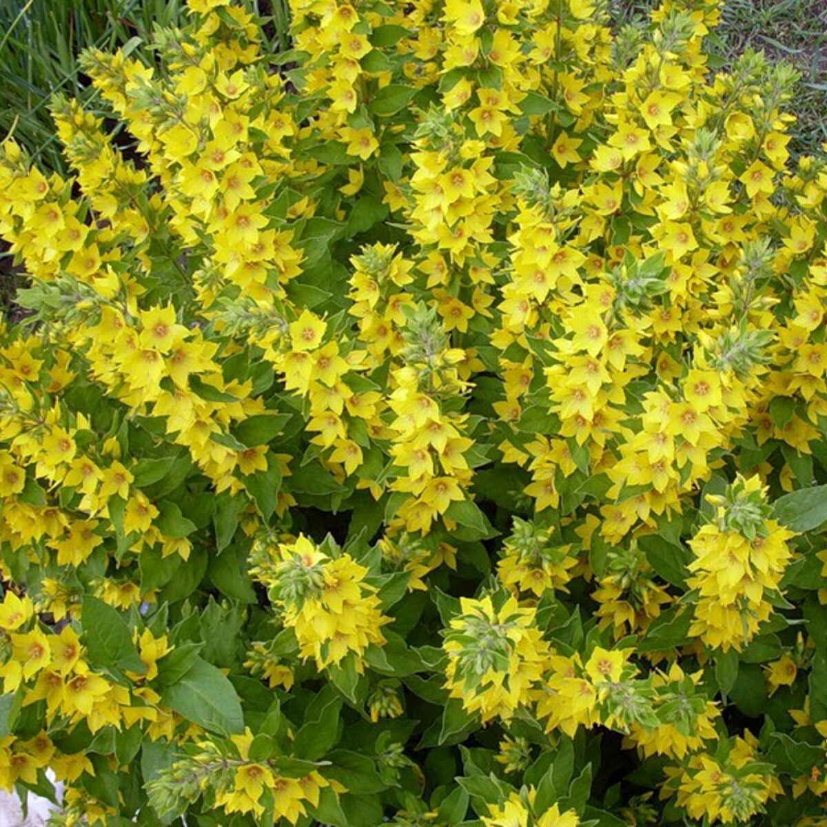 Вербейник точечный (Lysimachia punctata)