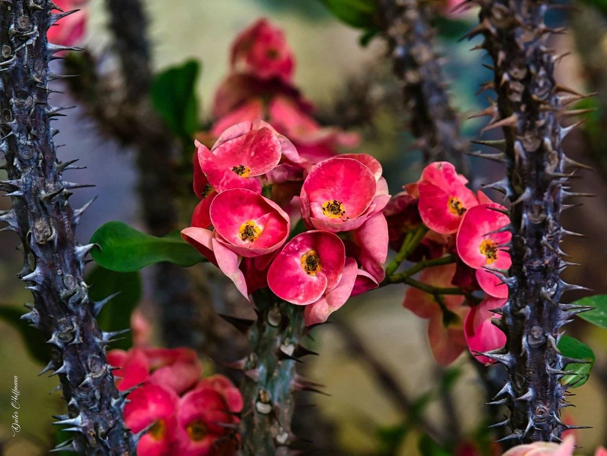 Молочай беложильчатый (Euphorbia leuconeura)