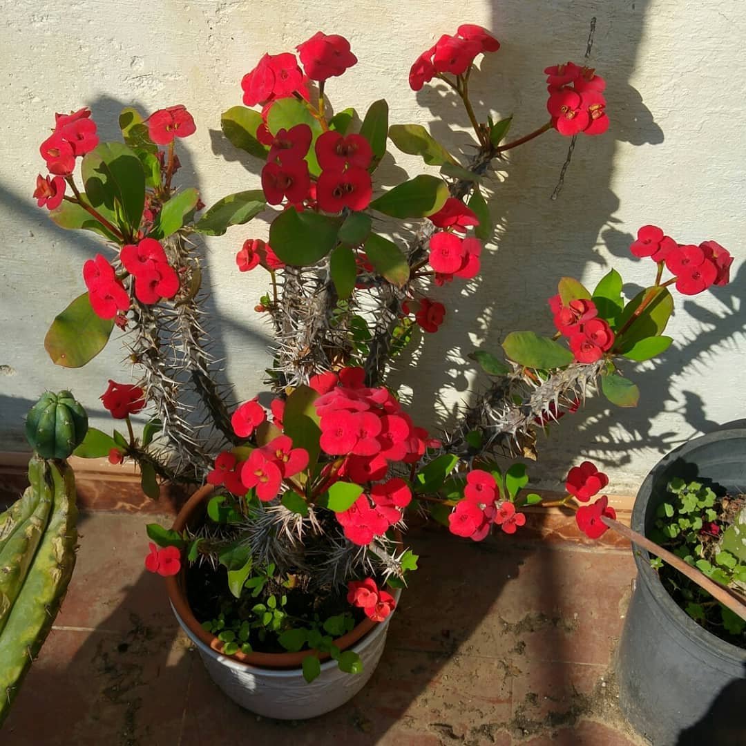Пуансеттия Euphorbia pulcherrima