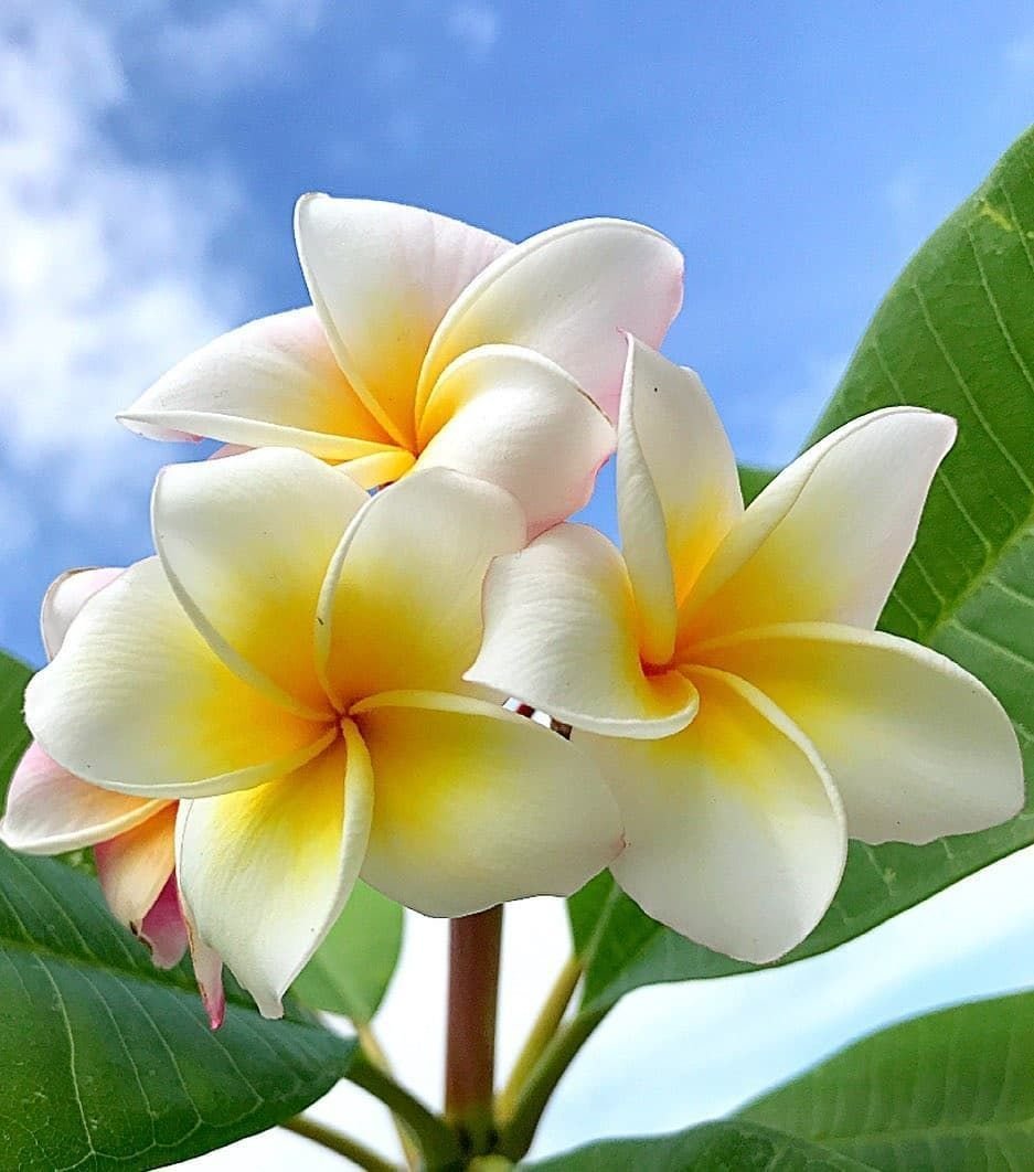 Flowers representing gratitude