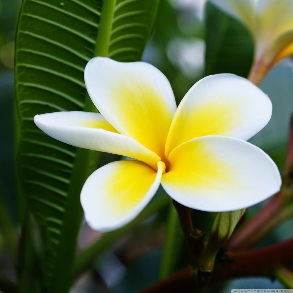 Delyn Frangipani