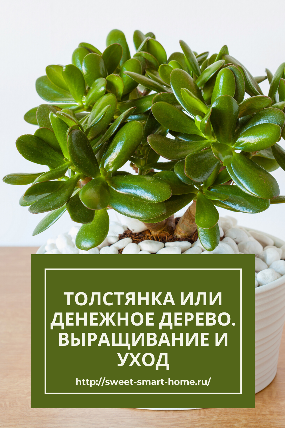 Толстянка - зелёный лекарь.