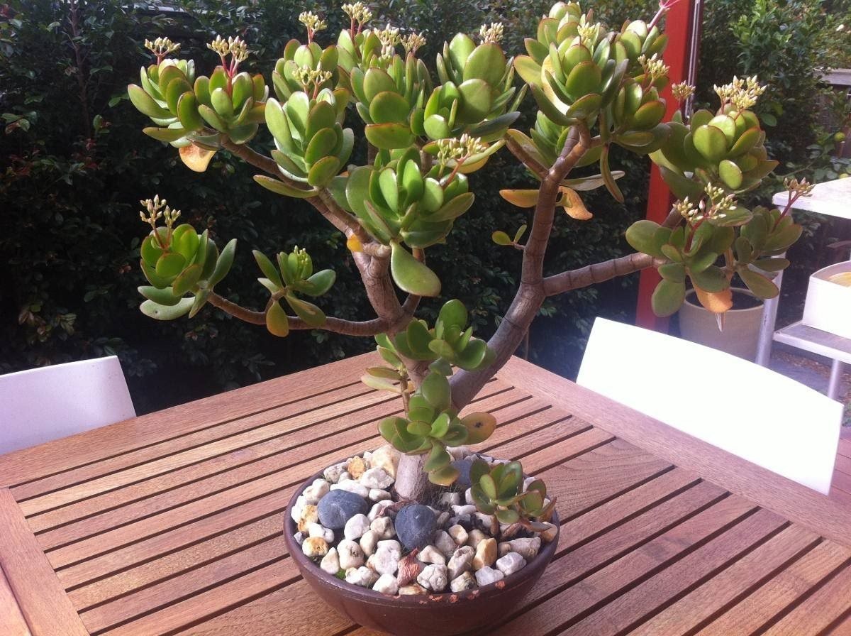 Jade Plant растение