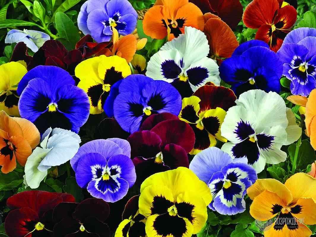 Наперстянка крупноцветковая (digitalis grandiflora)
