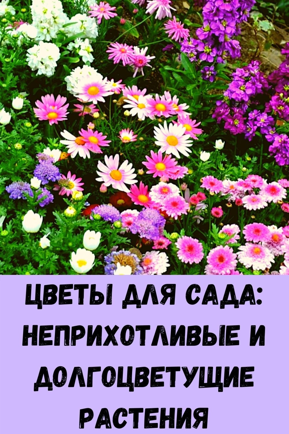 Многолетние неприхотливые цветы для дачи