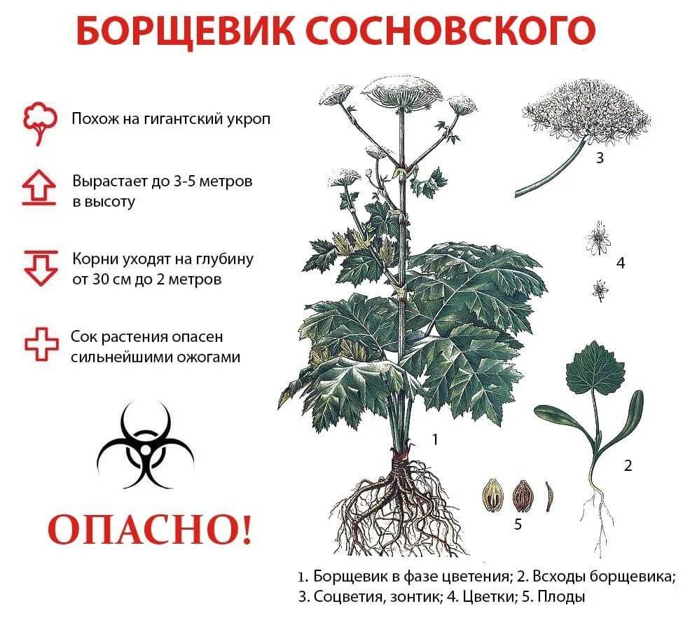 Борщевик ядовитые части