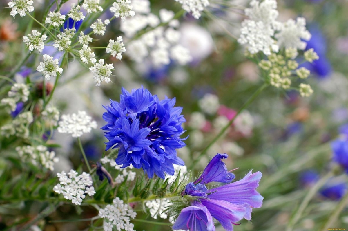 Красный Клевер Trifolium pratense