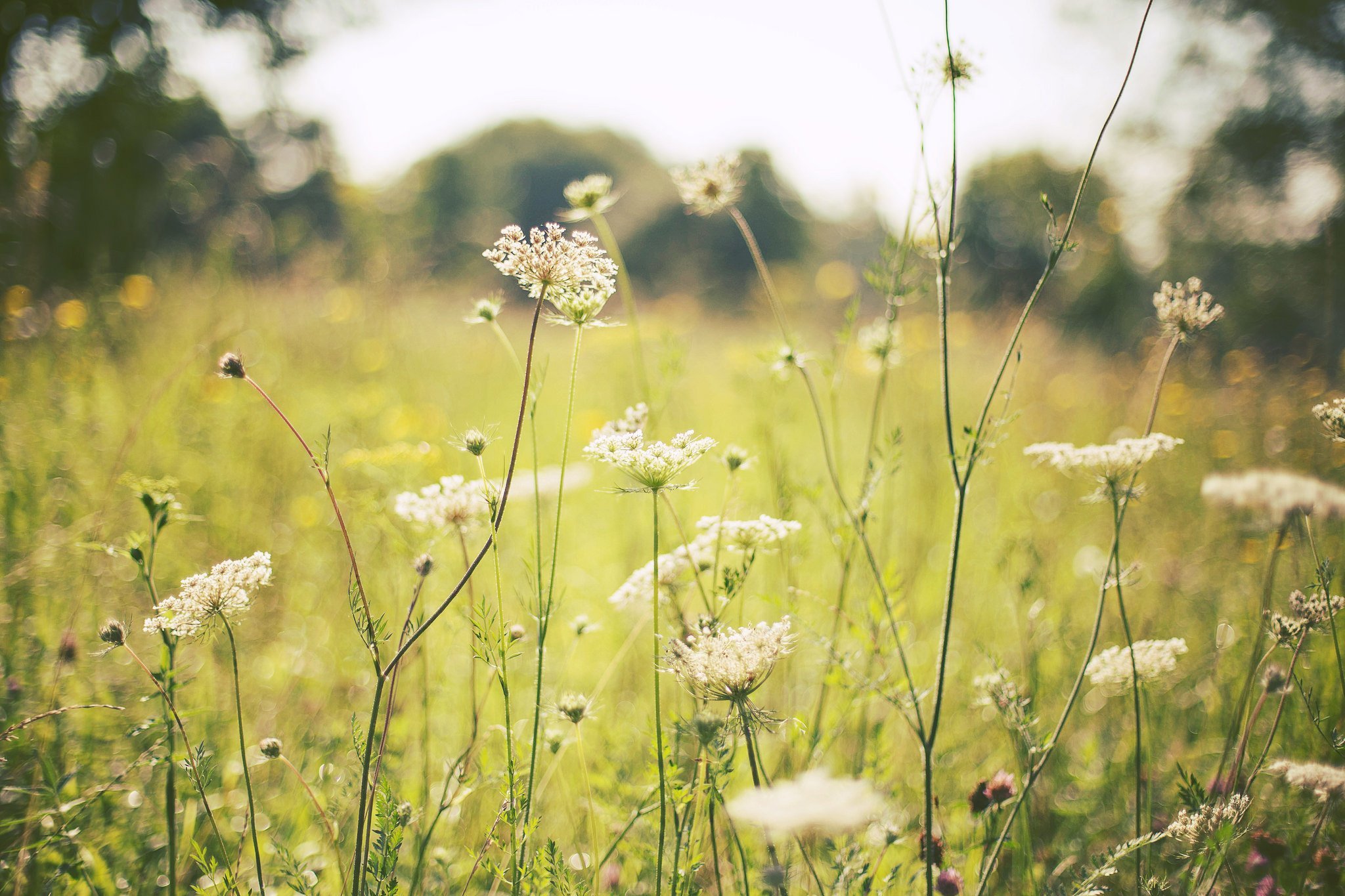 Как называется поле травы. Зонтичные кашка Полевая. Трава кашка белая. Луговое разнотравье. Летние травы.