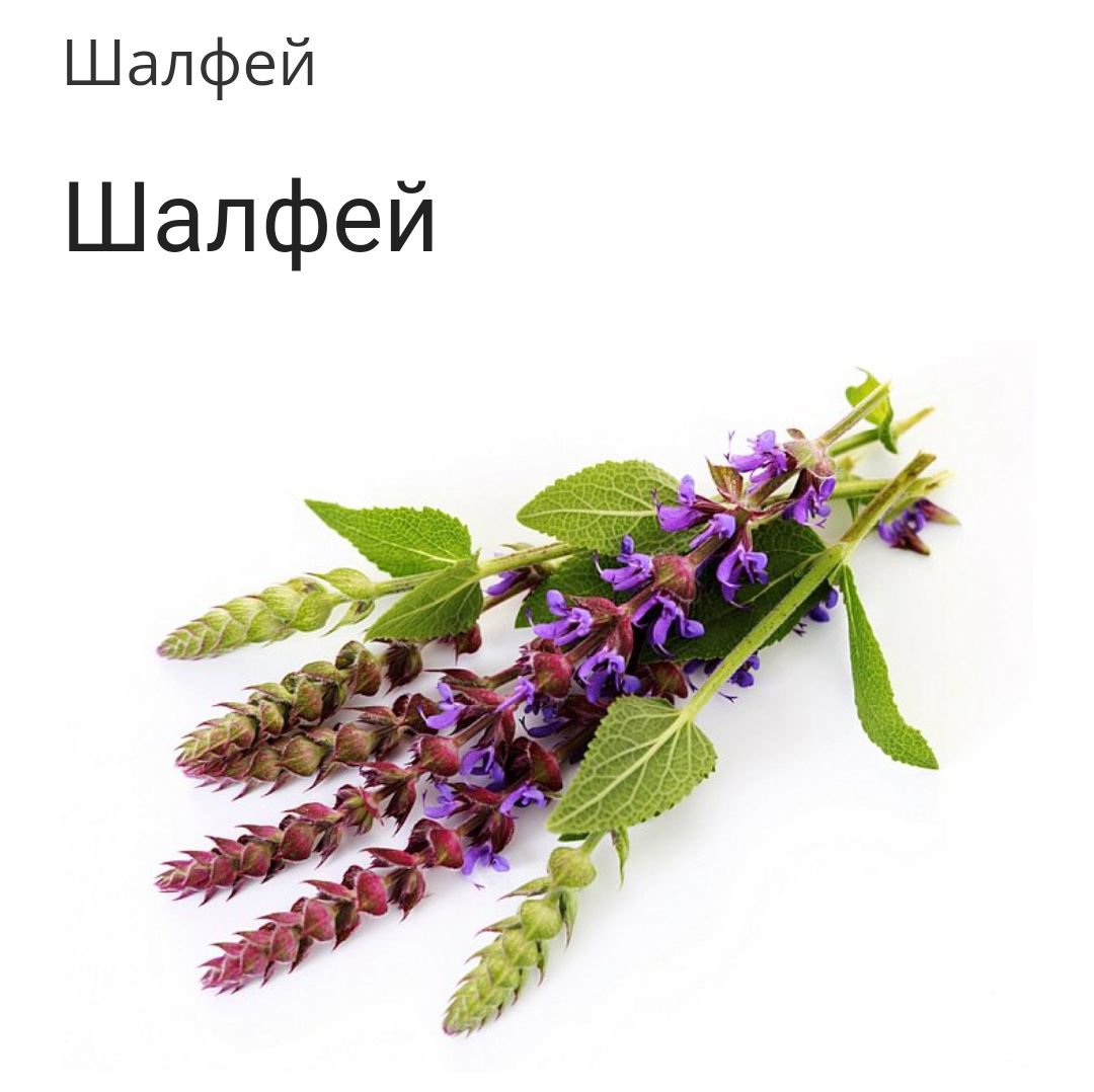 Шалфей Биг Блю