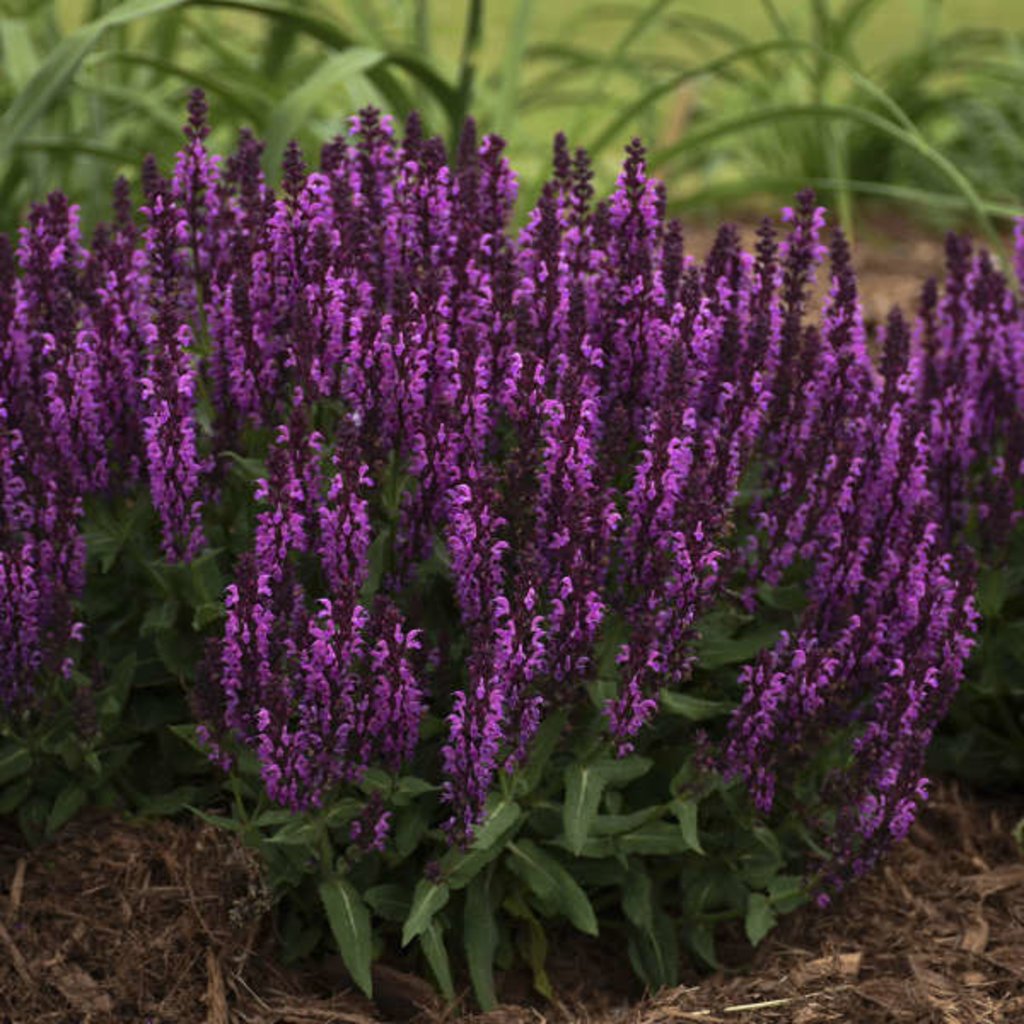 Шалфей Salvia Bumbleberry