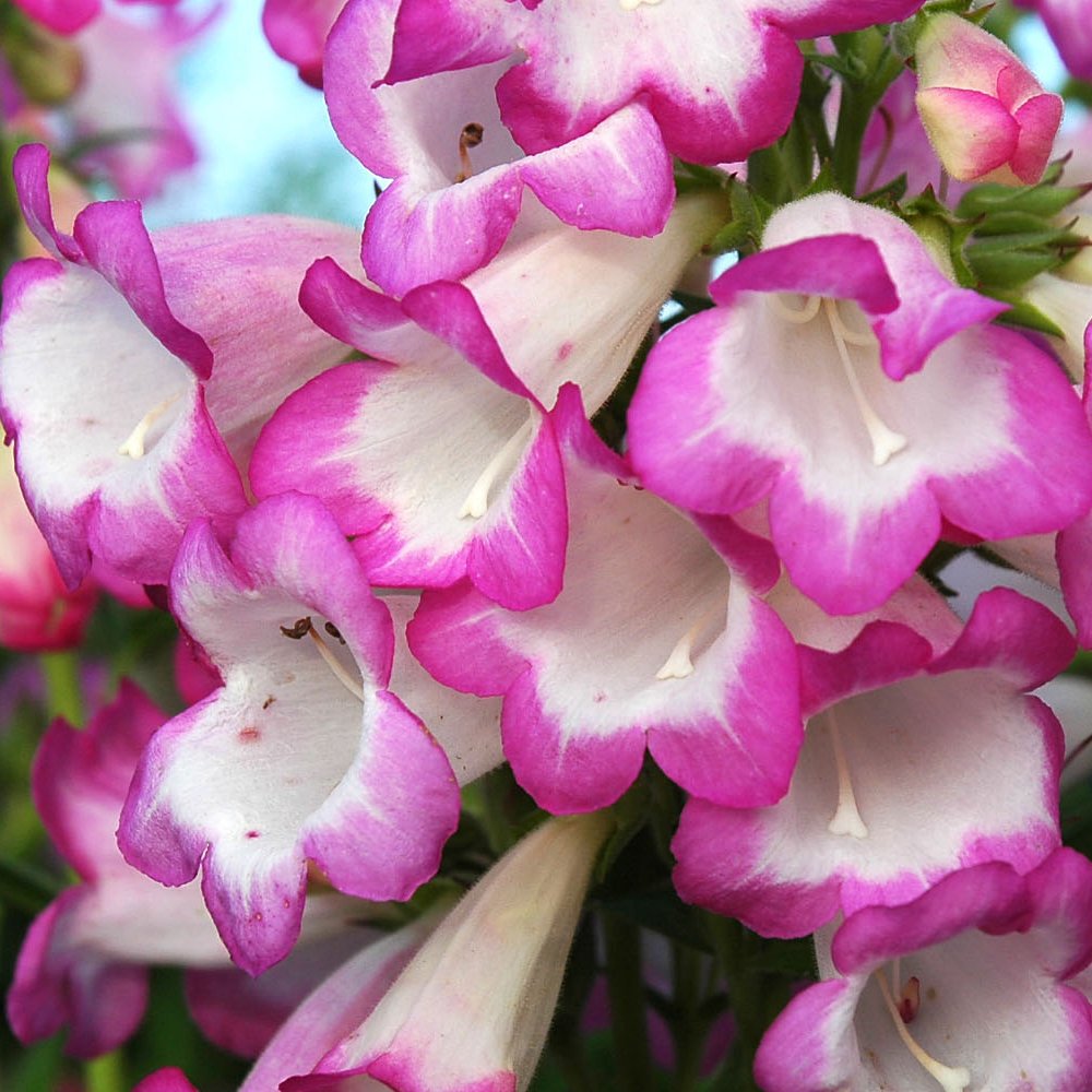 Пенстемон мексиканский Penstemon x Mexicali